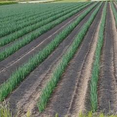 白ネギの出荷に係わるアルバイトの画像