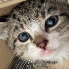 子猫2ヵ月ぐらいキジ白