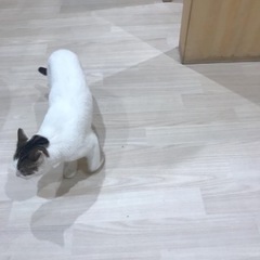 5月31日猫カフェいきませんか？