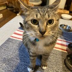 ☆きじソックスのララちゃん