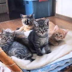 3月11日生まれ 子猫4ニャンズ （茶トラ・黒トラ×2・ムギワラ）