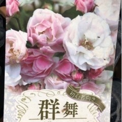 ２株植え　トゲ無しつるバラ　郡舞　スリット鉢植え　H