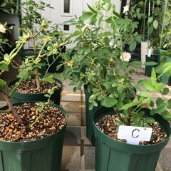 つるバラ　郡舞　トゲ無し　軸が太い　秀