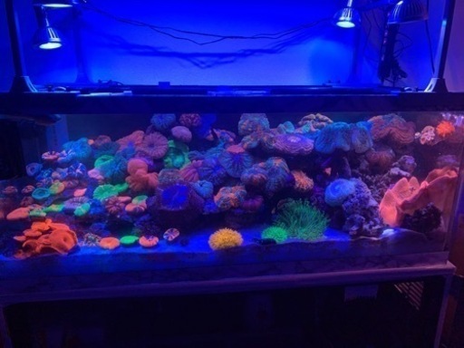 1500水槽 オーバフロー 海水魚 サンゴ にも！