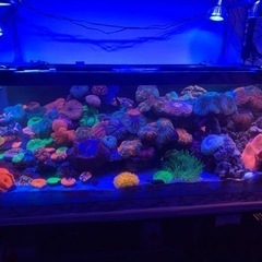 1500水槽 オーバフロー 海水魚 サンゴ にも！