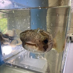 海水魚ハリセンボン　約15㎝の画像