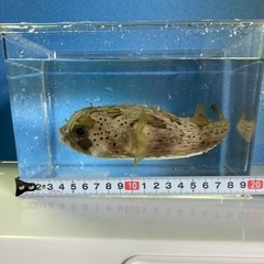 海水魚ハリセンボン　約15㎝