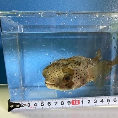 海水魚ハリセンボン　約15㎝の画像