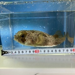 海水魚ハリセンボン　約15㎝の画像