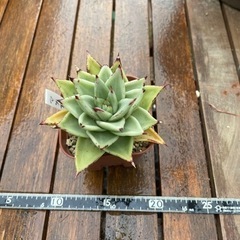 多肉植物　マリア