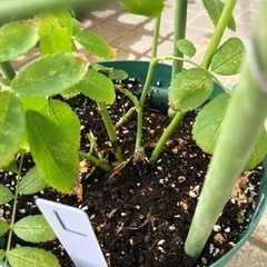 郡舞　トゲなしツルバラ　スーッと長い　鉢植え　Lの画像