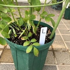 郡舞　トゲなしツルバラ　スーッと長い　鉢植え　Lの画像
