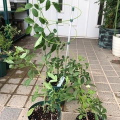 郡舞　トゲなしツルバラ　スーッと長い　鉢植え　Lの画像