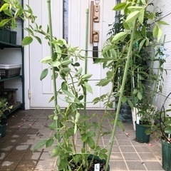 郡舞　トゲなしツルバラ　スーッと長い　鉢植え　Lの画像