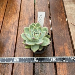 多肉植物　コロラータ