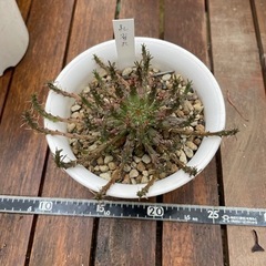ユーフォルビア　孔雀丸