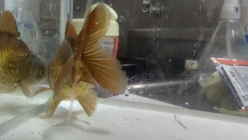 ローズオランダ特上金魚