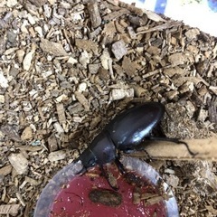 くわがた詳しい方教えてください。