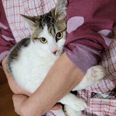 奇跡の復活BOY🍀「しろ」くん♂ - 木更津市