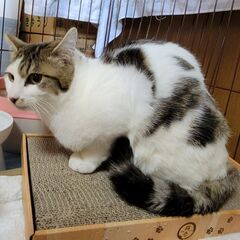 奇跡の復活BOY🍀「しろ」くん♂ − 千葉県