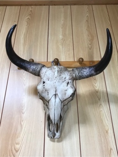 実物大の陶器製のカウルスカルヘッド٩( ᐛ )و