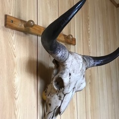 実物大の陶器製のカウルスカルヘッド٩( ᐛ )وの画像