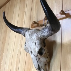 実物大の陶器製のカウルスカルヘッド٩( ᐛ )وの画像