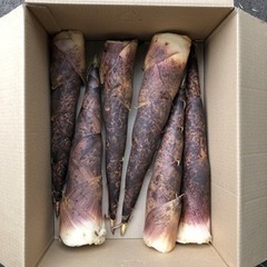 【完売】本日限定販売 たけのこ [板橋西,練馬北]  真竹 筍　...