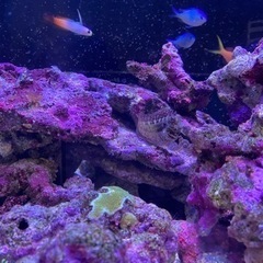 海水魚生体一式　配送(送料着払い)のみの画像