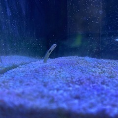 海水魚生体一式　配送(送料着払い)のみの画像