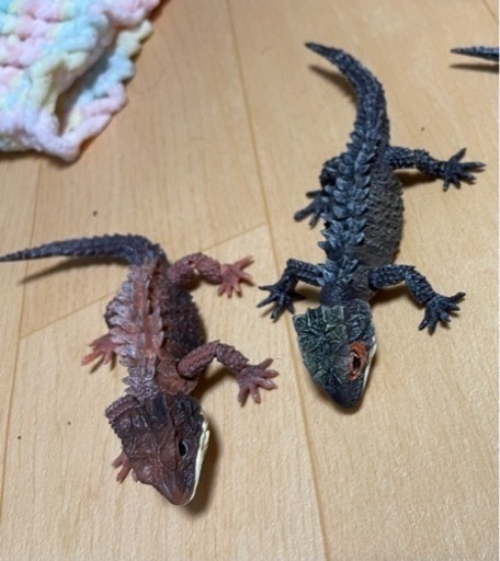 アカメカブトトカゲ　モトイカブトトカゲ　いきもの大図鑑