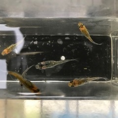 メダカ　(夜桜メダカ) 1匹の画像