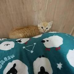 子猫の里親さん、探しています❀ - 浅口市
