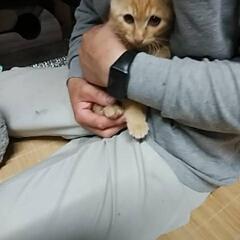 子猫の里親さん、探しています❀ - 猫