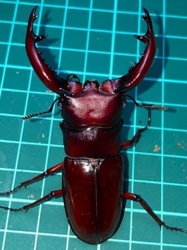 フォルスターフタマタクワガタ　亜種ニシ　即ブリ成虫ペア②♀フセツ欠けあり‼︎ 値下げ