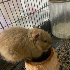 デグーサンド　ケージセット