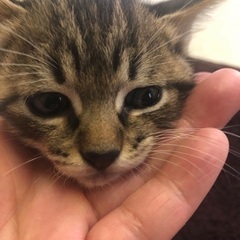 子猫里親募集します。