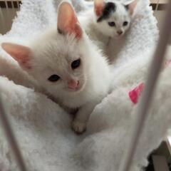 可愛い兄弟猫ちゃん