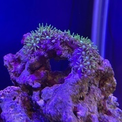 スターポリプ（メタリックグリーン）