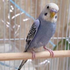 セキセイインコ　ブルー　幼鳥