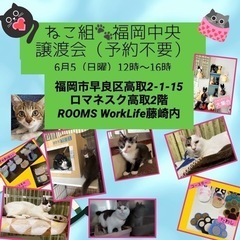 ブラウン白のハチワレとママ猫【譲渡会参加】 - 里親募集
