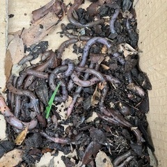  ドバミミズ　海、池、鰻釣り、ペットの餌にも。
