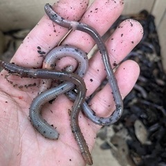  ドバミミズ　海、池、鰻釣り、ペットの餌にも。の画像
