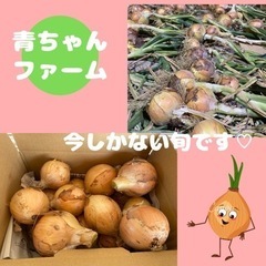 新玉ねぎ 2kg たくさん【大玉ちゃん】おっきくなりすぎました♡