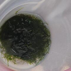 ウィローモス　40gの画像