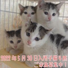 2022年5月30日入所の子猫の里親さん大募集！