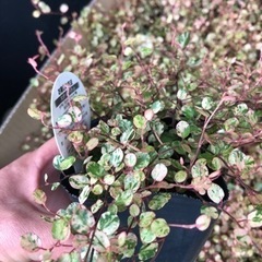 ワイヤープランツ　スポットライト