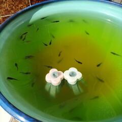 メダカの卵と稚魚②の画像