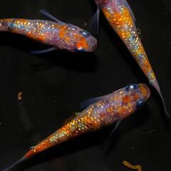 月華めだか　有精卵　２０個＋αまたは稚魚１０匹