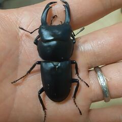 【成虫】コクワガタ♂♀